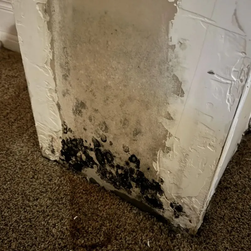 Professional Mold Removal in McLoud, OK